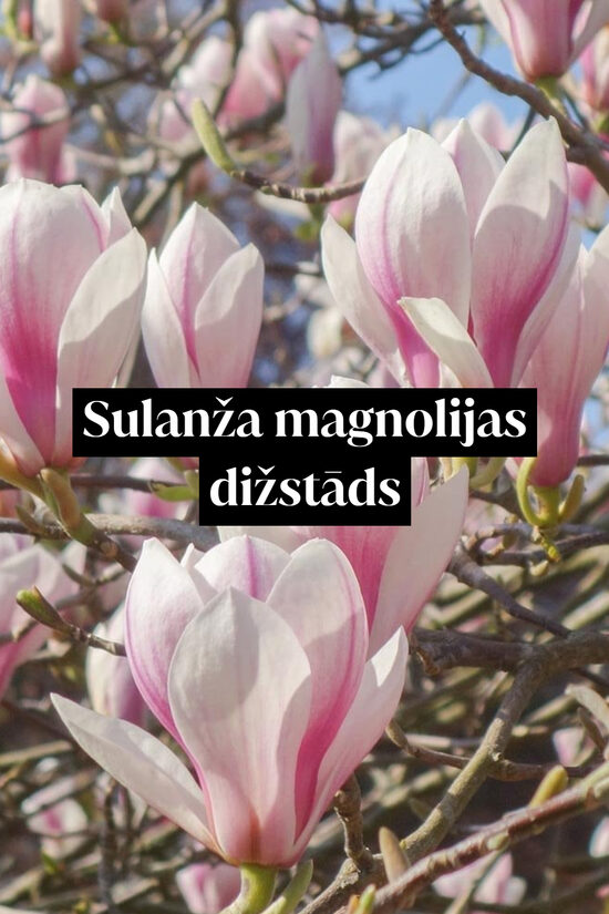Sulanža magnolijas dižstāds - daudzstumbru forma